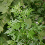 gen.Artemisia