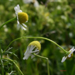 gen.Matricaria
