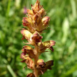 fam.OROBANCHACEAE