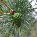 fam.PINACEAE