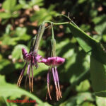gen.Prenanthes