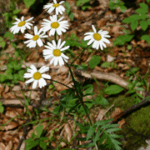 gen.Tanacetum