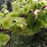 fam.ULMACEAE