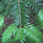 gen.Abies