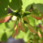 fam.ACERACEAE