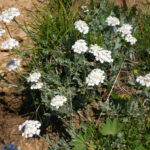 Achillea clavenae