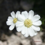 Achillea oxyloba