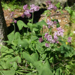 Adenostyles glabra