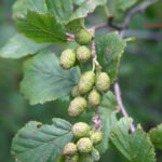 gen.Alnus