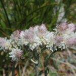 gen.Antennaria