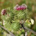 gen.Arctium