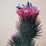 Arctium minus