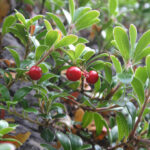 gen.Arctostaphylos