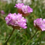 fam.PLUMBAGINACEAE