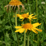 gen.Arnica