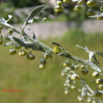 Artemisia absinthium