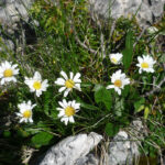 Aster bellidiastrum
