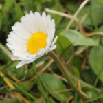 fam.COMPOSITAE