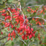 fam.BERBERIDACEAE