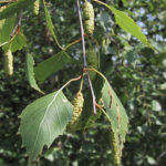 fam.BETULACEAE