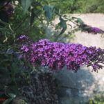 fam.BUDDLEJACEAE