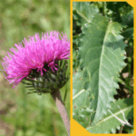 Carduus defloratus