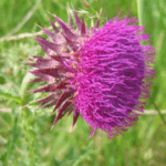 Carduus nutans