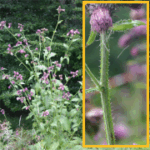 Carduus personata