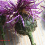 Centaurea scabiosa