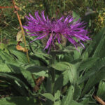gen.Centaurea