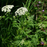 gen.Chaerophyllum