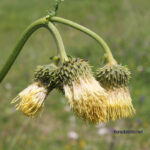 Cirsium erisithales