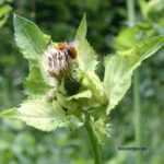 Cirsium oleraceum