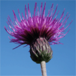 Cirsium pannonicum