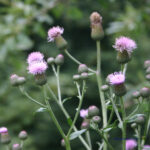 Cirsium arvense