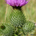Cirsium vulgare