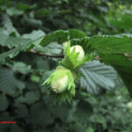 fam.CORYLACEAE