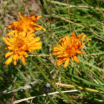 gen.Crepis