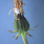Crepis biennis