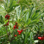 fam.THYMELEACEAE