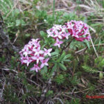 Daphne striata