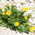gen.Doronicum