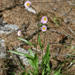 Erigeron polymorphus