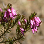 fam.ERICACEAE