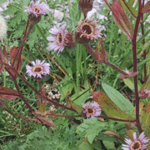 Erigeron atticus