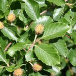 fam.FAGACEAE