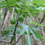 fam.MORACEAE