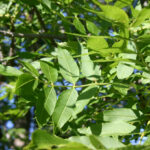 fam.OLEACEAE