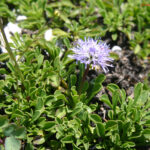fam.GLOBULARIACEAE