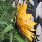 gen.Helianthus